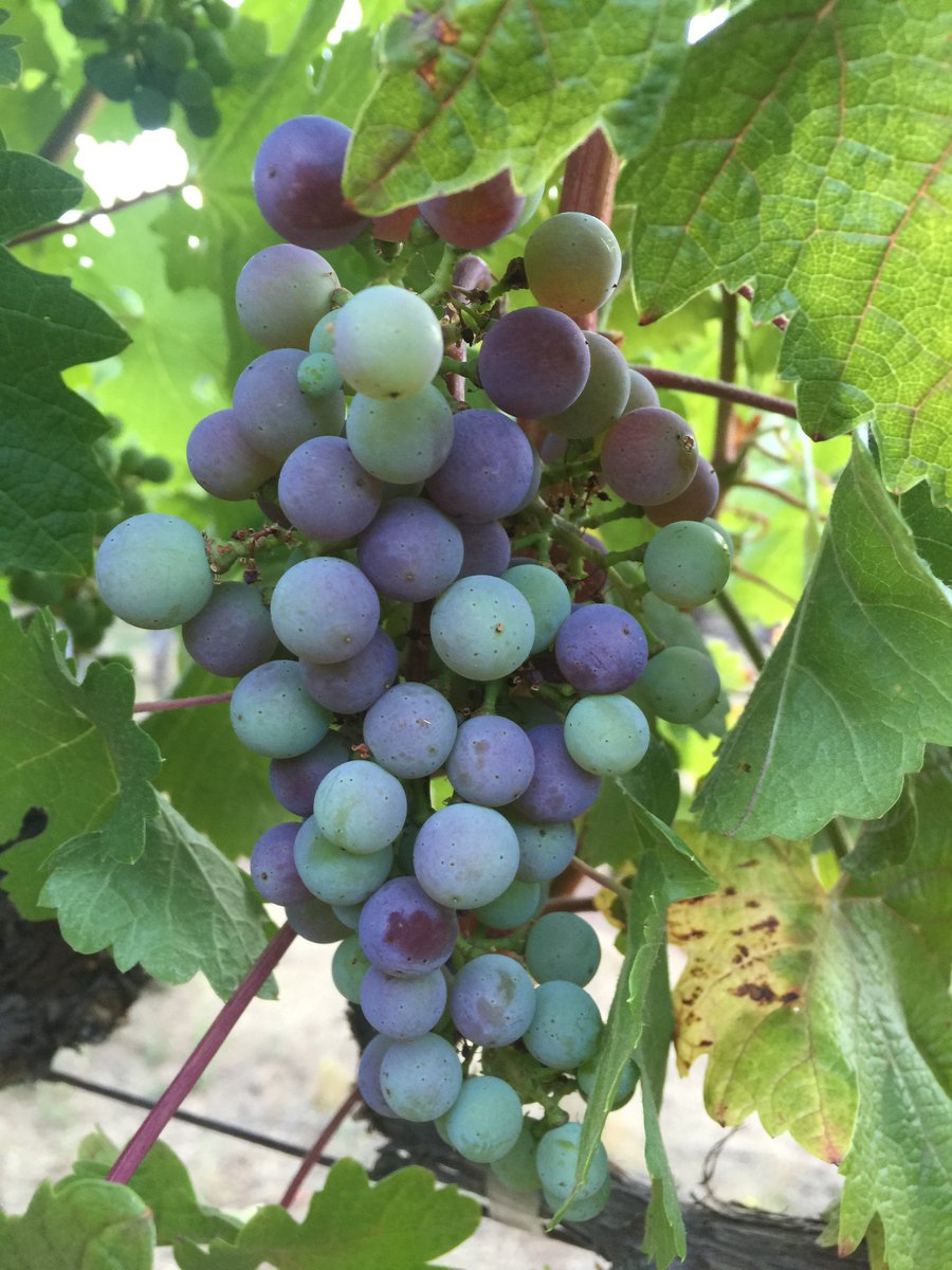 Verasion begins in our 2016 Stags Leap Reserve Cabernet.
