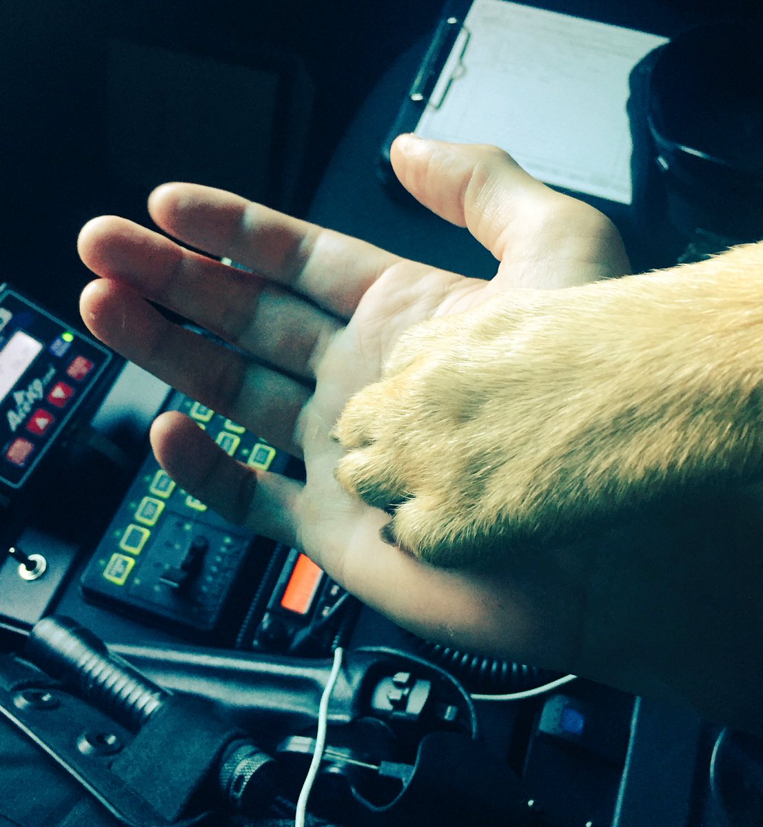 spdk9winchester's tweet image. This guys got my back everyday no matter what. He makes sure I go home to my family every night. #septa #police #k9