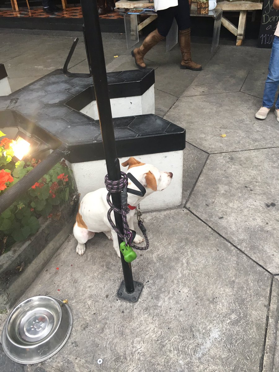 Carla_Cuevasm's tweet photo. Cuidado,perro del dueño del restaurante @lobogrismx mordiendo a los clientes del @mercadoromaMX . Tomen precauciones https://t.co/RN0OcfMbQj