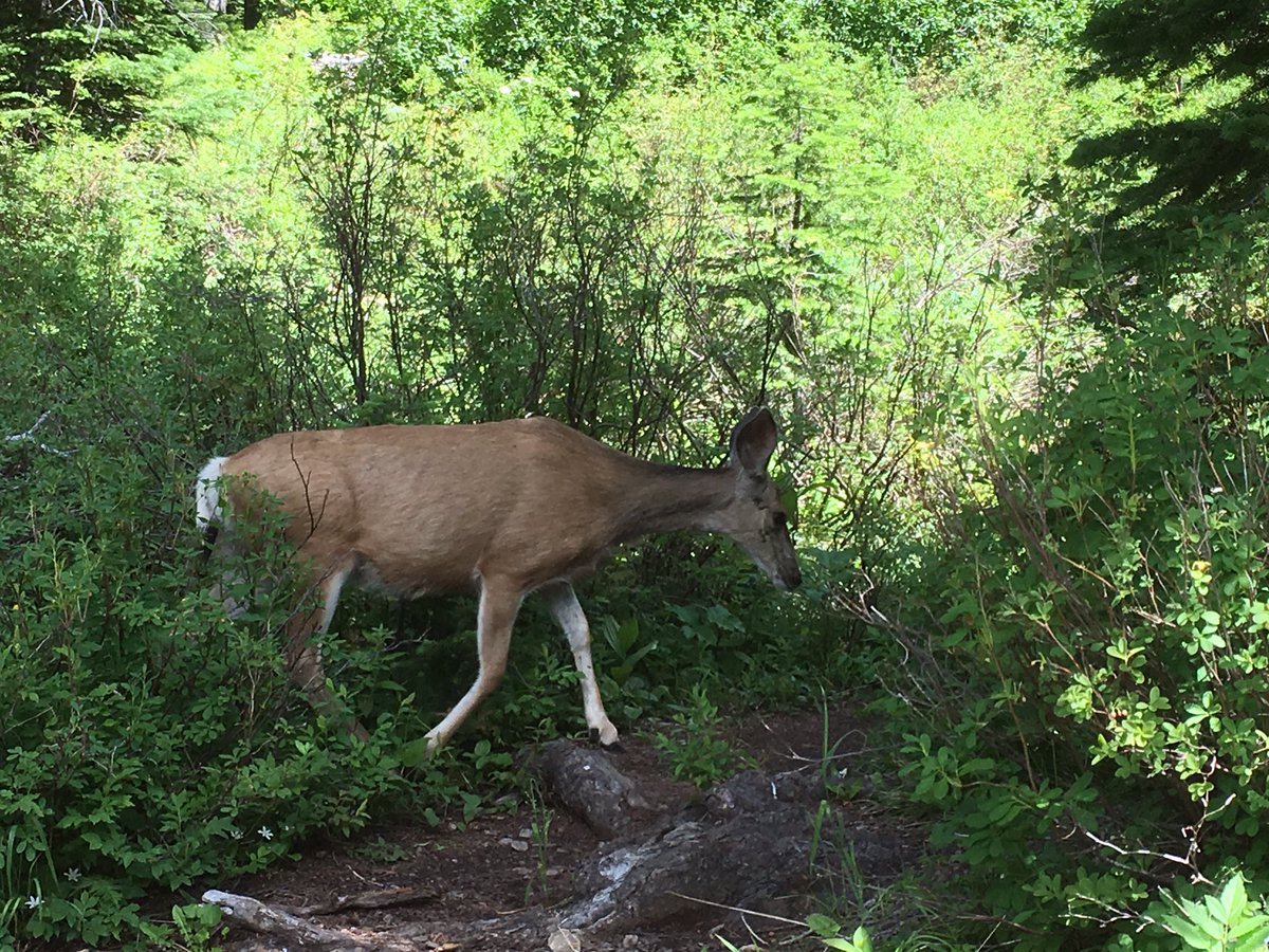 ecolo_ji's tweet photo. Lake, deer, and mushrooms! #ColdLakes @FLBSUM @DrLimnology #flbs16 https://t.co/qYbOcDybAv