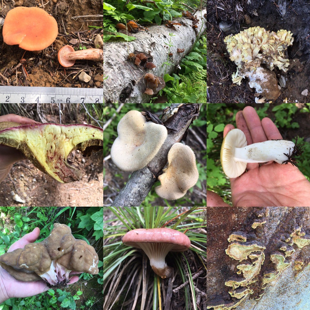 ecolo_ji's tweet photo. Lake, deer, and mushrooms! #ColdLakes @FLBSUM @DrLimnology #flbs16 https://t.co/qYbOcDybAv