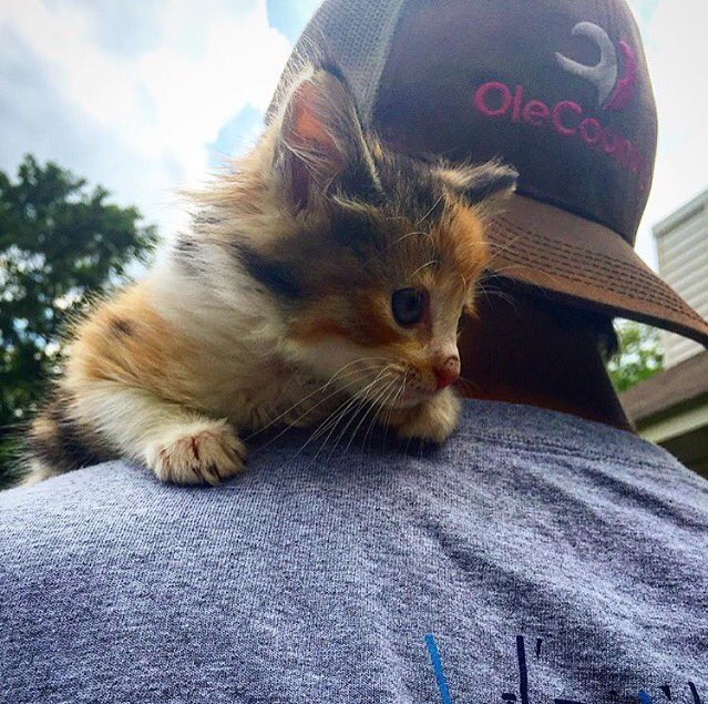 OleCountryApp's tweet photo. Trucker Hats $29! Visit https://t.co/KWPIJvlQgf to order your very own! #olecountryapparel #southernstyle #country https://t.co/cu6fPP8z0c