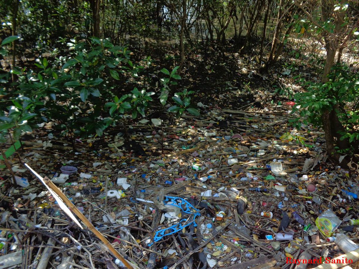 Greds22's tweet photo. Memang sangat memilukan hati melihat kerusakan lingkungan di teluk benoa @jokowi @SitiNurbayaLHK https://t.co/WPJ2BpXjjo