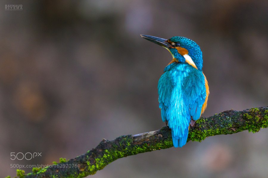 Randallr75's tweet photo. #Photography | The Kingfisher on his back | #PhotoOfTheDay #Travel #Photo https://t.co/BjnAxz7aHe