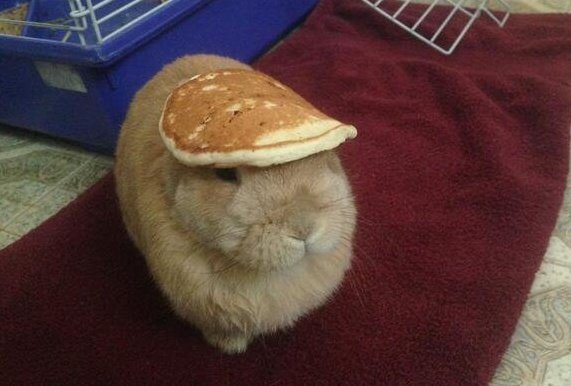 Ceci Nest Pas Un Lapin >> Robin On Twitter Ceci N Est Pas Un Pokemon Mais Un Lapin Avec Un Ceci Nest Pas Un Lapin >> Robin On Twitter Ceci N Est Pas Un Pokemon Mais Un Lapin Avec Un