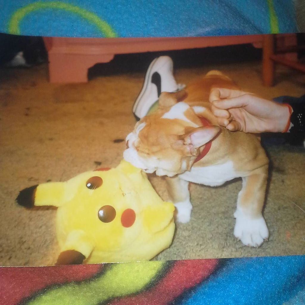 radiatingkatie's tweet photo. #2003 my brothers #dog #winston caught #pikachu  #Photo taken with #disposablecamera  #pok… https://t.co/ok2zenVVap https://t.co/UHc564hbuo