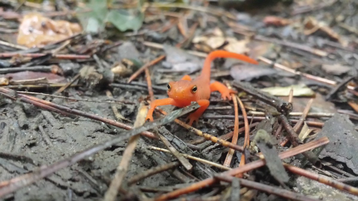 Stephanie Varty tweet media