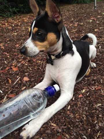 Don't forget to keep your pooch well hydrated even in the winter months! ow.ly/fEc73025DNv