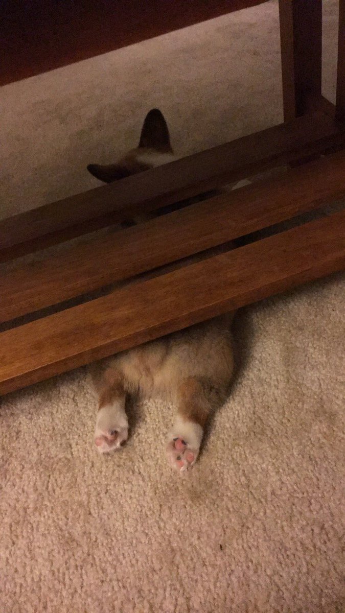 ChrisDohi's tweet image. #gamerthoughts and in other news, here&apos;s another pic of the brown mamba