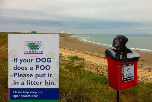 Are you a responsible dog owner? <a href="/LianKirton/">Lian</a> @SLForwardAssist @NTForwardAssist @MBForwardAssist @beccaca13