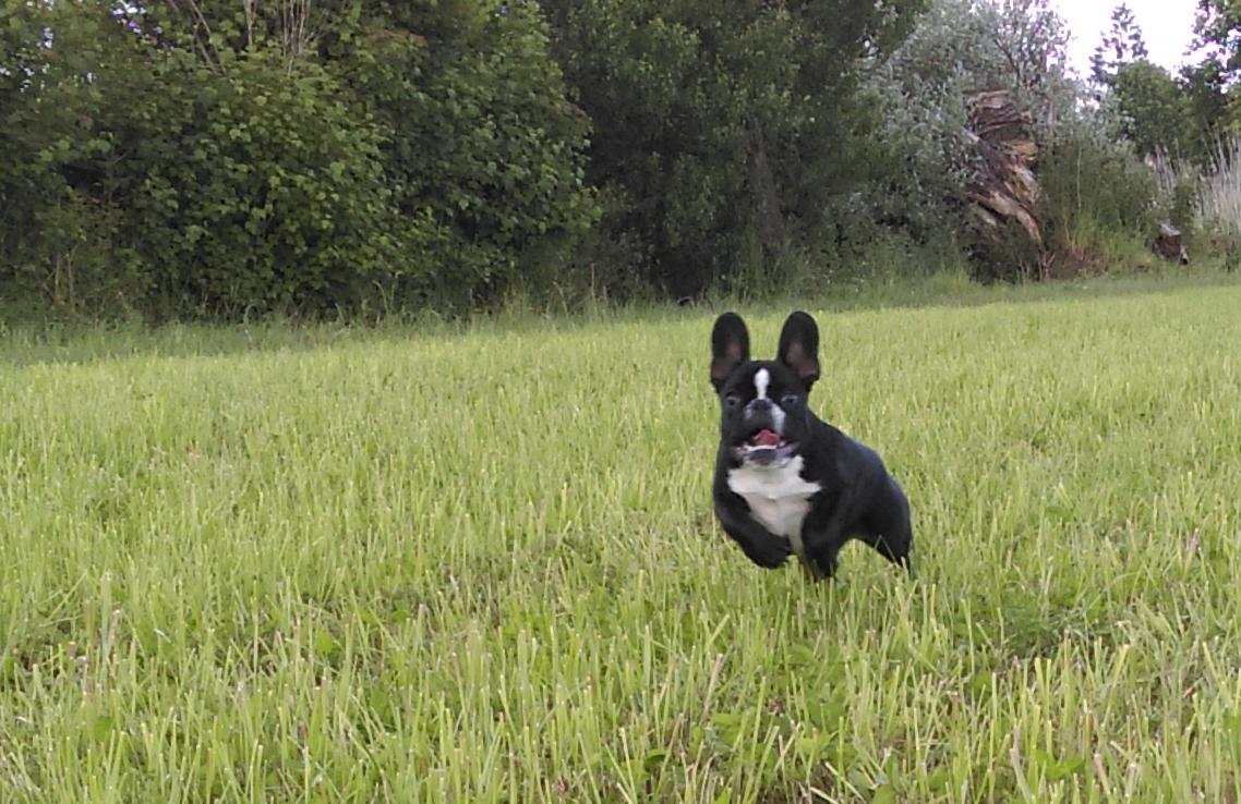 Sei dabei wenn das neue Netzwerk Dogindex.net startet.
Voranmelden lohnt sich!
#DogIndex #Hunde #Dogs