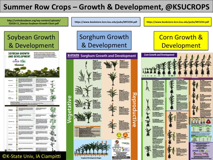 Growth And Development Chart