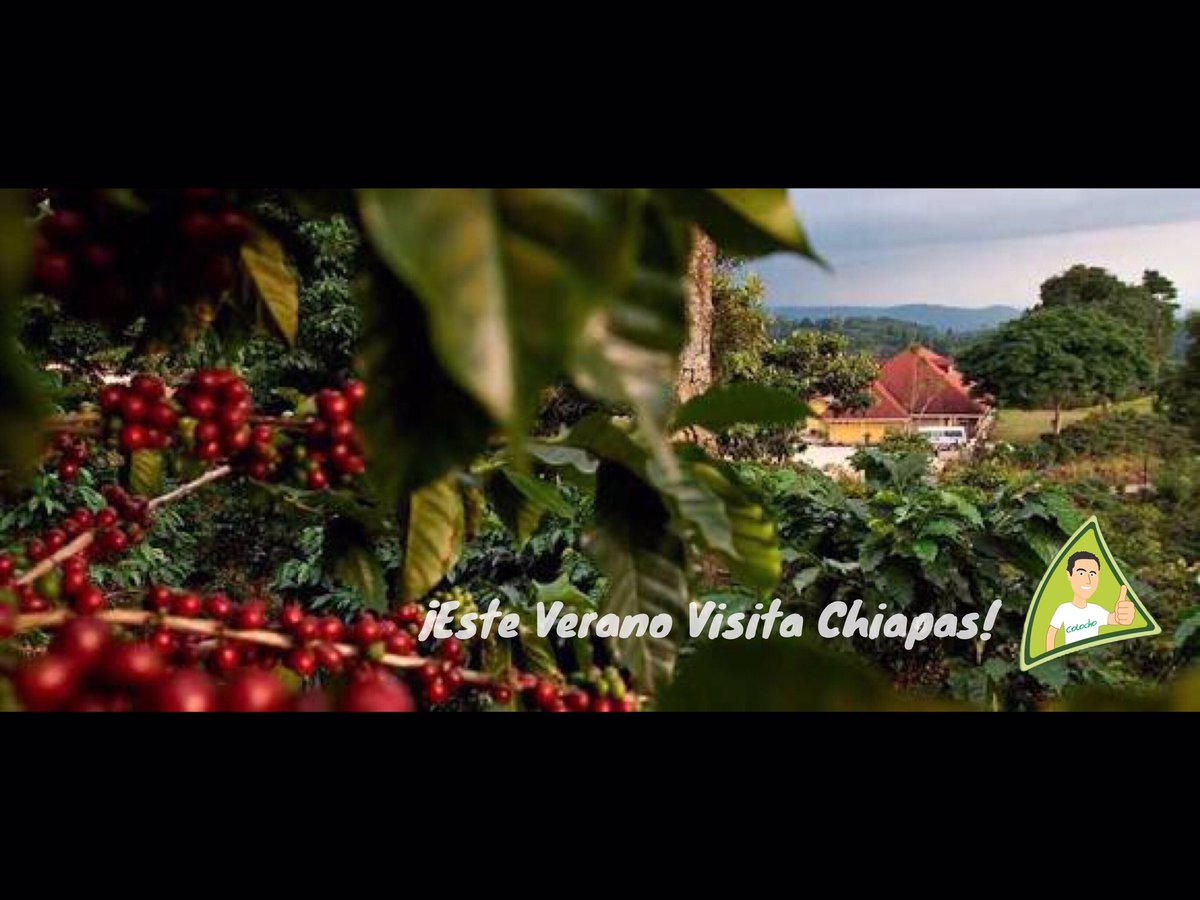 AnuarSiman's tweet image. ¡Este #Verano visita #Chiapas!
#ActívateySúmate