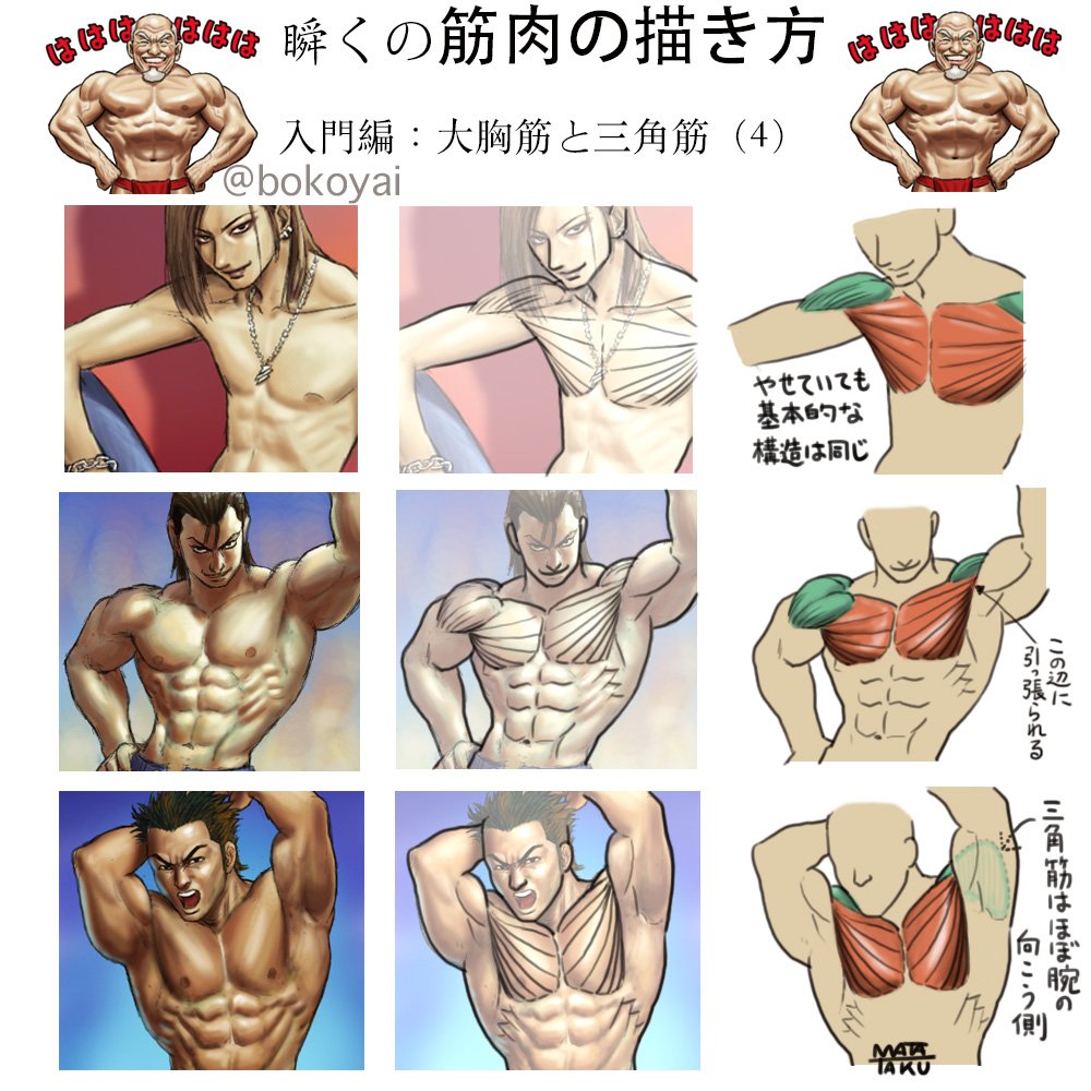 bokoyai's tweet photo. よく描く所なのに結構面倒な構造をしている大胸筋と肩の三角筋について簡単にまとめてみました。大胸筋と三角筋は仲良しで一緒に動くけど構造がわかりづらい。完璧とは言えませんが大体の構造を理解する上での参考にしていただければと思います。 https://t.co/HVxvEzTCOC