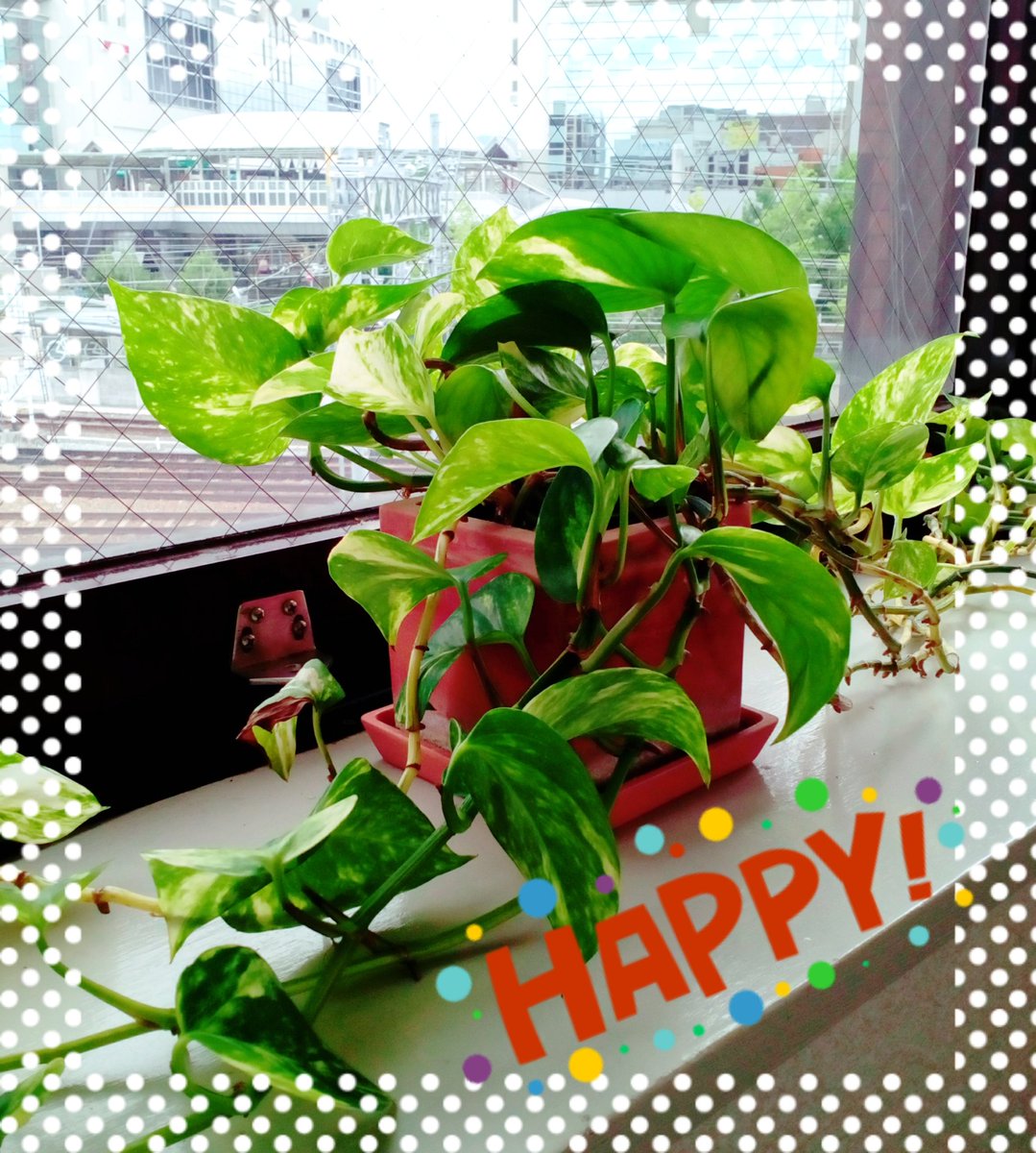 教室にいてる観葉植物さん。少し前まで元気無かったのですが、一生懸命毎日お水をあげたらどんどん元気になってきて、今ではモリモリに…（笑）
お水をやればやるだけ、手間をかければかけるだけ元気になってくれるのが嬉しくてかわいいです💕