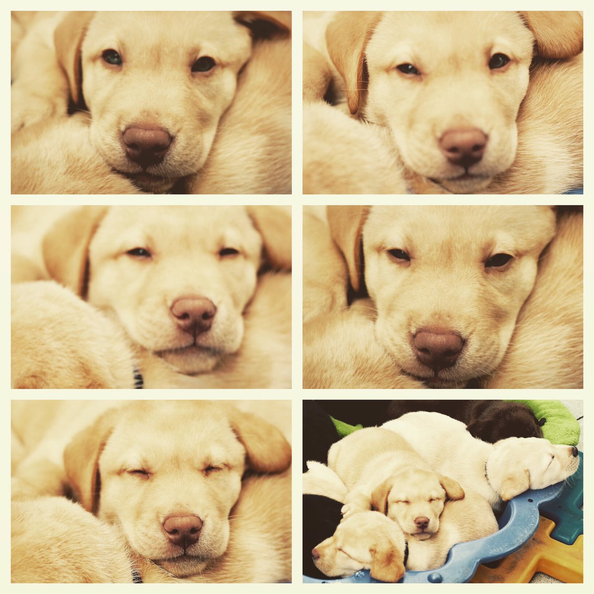 You are getting sleepy...
Very, very sleepy...
Have a relaxing weekend friends! 🐶💤 
#BondiVet