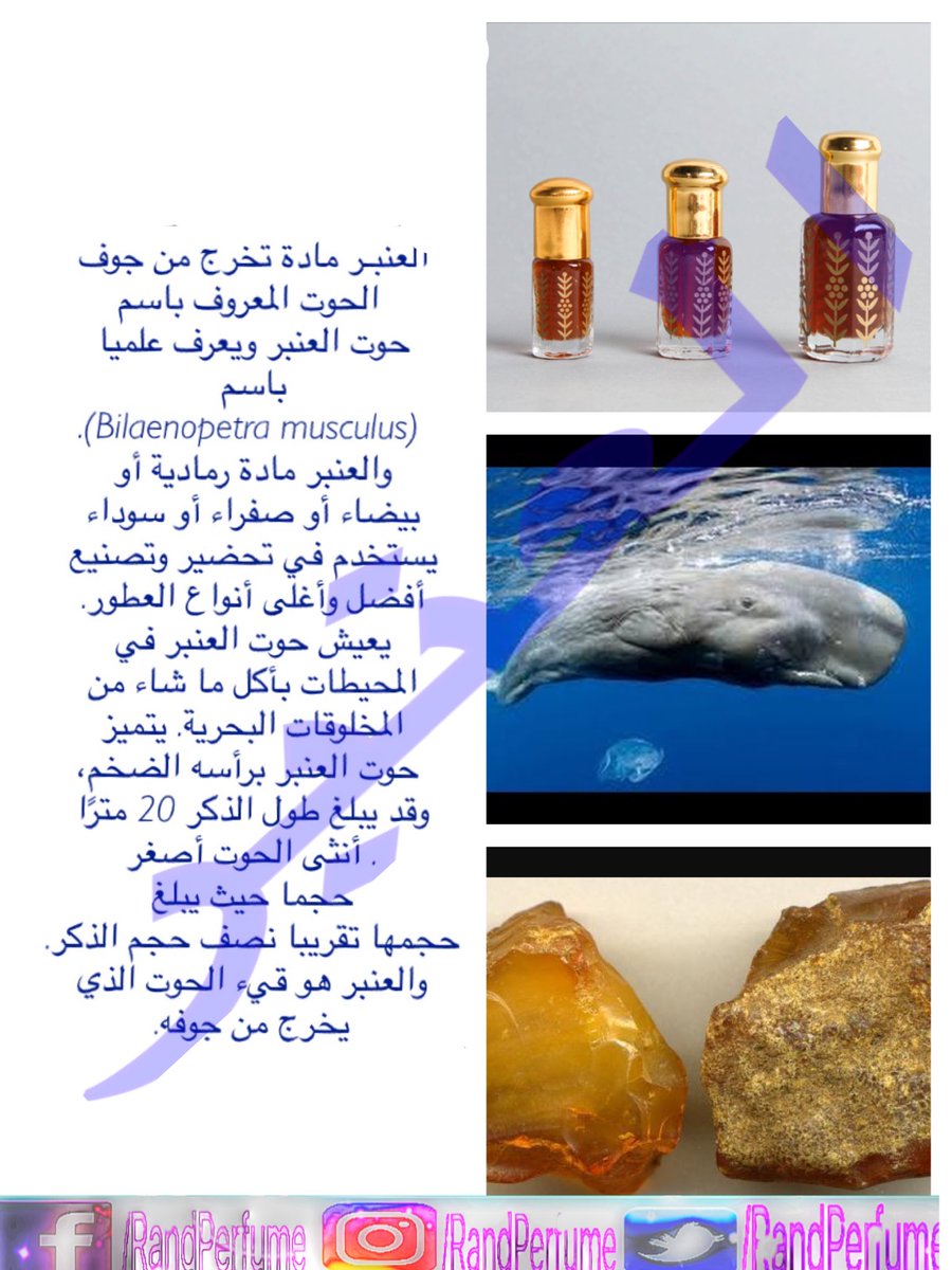 العنبر #رند_للعطور #عطور_فرنسية #عطور_شرقية #أعواد #دهون #مستحضرات_جسم #بخور