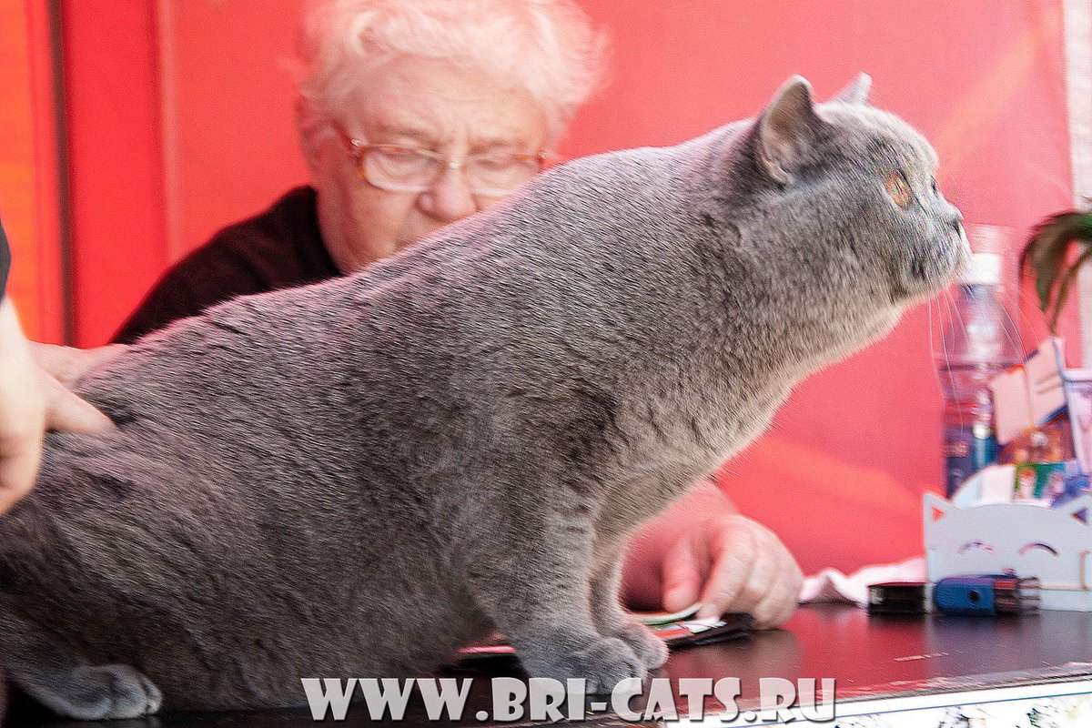 brikoshka's tweet photo. 2день: Ex1,CAC, WCF ring Adult -1 место . ном. на Best in Show, Best of Best 2 #британскийкот #британскиекотята #bri https://t.co/iIS5fKosn5