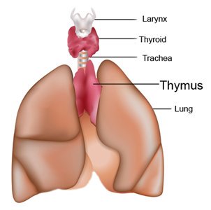 drpramojjindal.com/thymus.html

#Thymus #Cancer #Surgeon in #Delhi