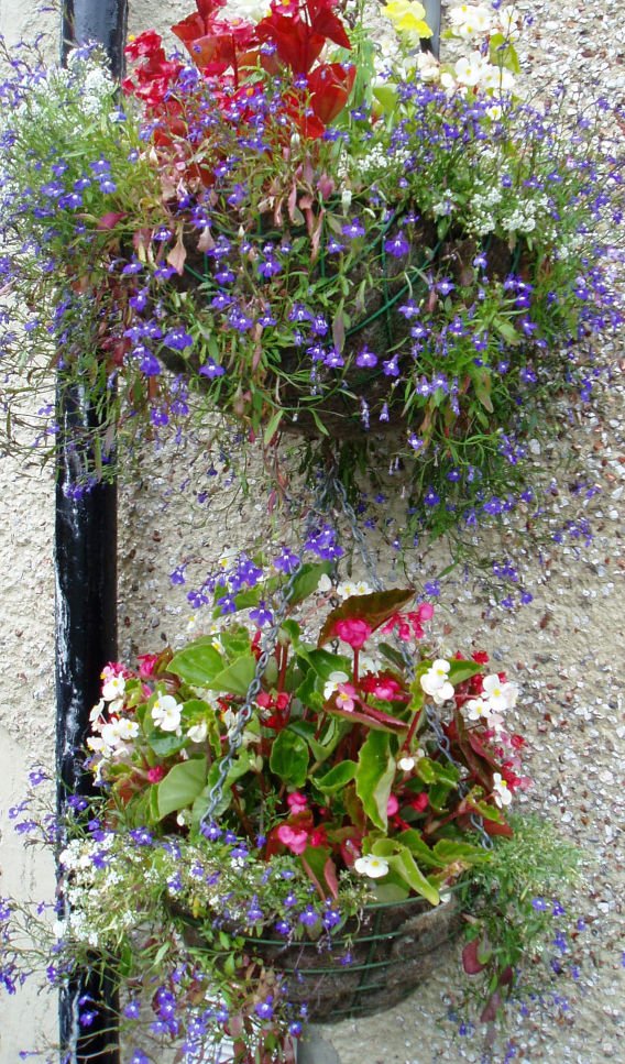 <a href="/KingsSeeds_UK/">Kings Seeds</a> <a href="/TheGardenersRT/">TheGardenersRetweet</a> #ilkley A couple of my hanging baskets which the #Bees love #BeesNeeds <a href="/The_RHS/">The RHS</a>