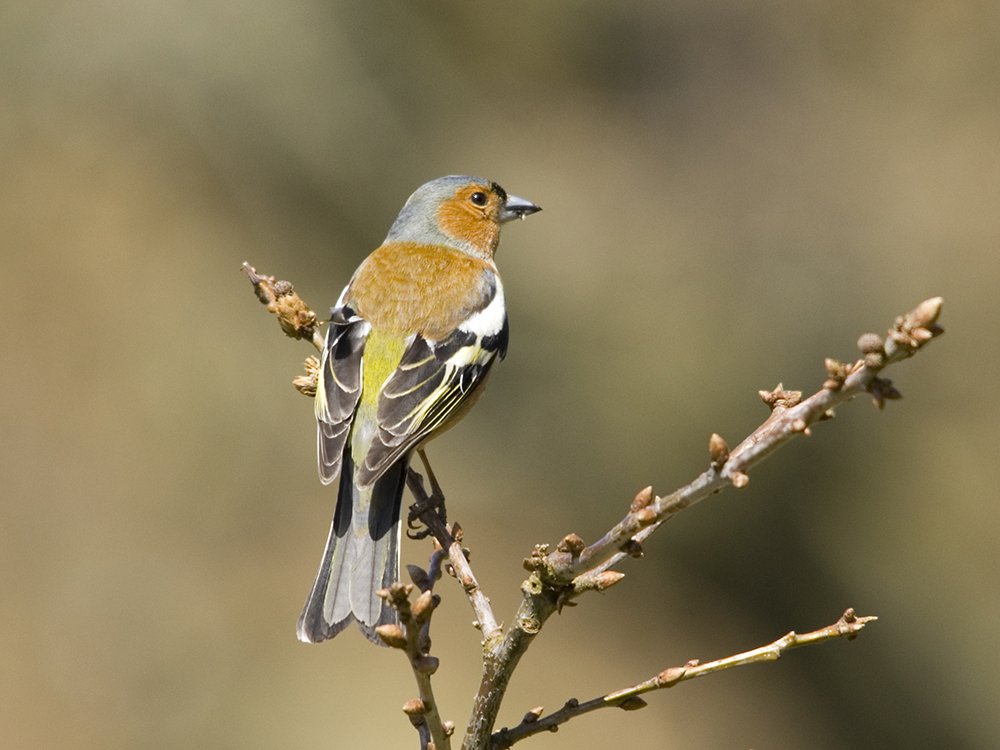 #PentreMawr, Abergele #NorthWales Sun. 24 July, 10-12pm. Click on that link! lineupnow.com/event/wildlife…  #photography