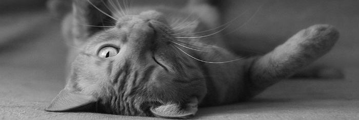 brainstormcs's tweet image. #BLOG ALERT! #Stressed at work? Adopt a pet! #health #business #rescue #StressManagement  brainstormcreativestudio.co.uk/blog/stressed-…