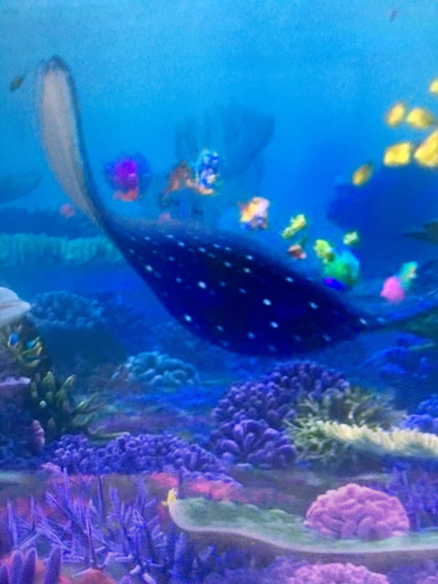 D D エイ先生のアメリカの声優はボブ ピーターソンさん 実はこの方ピクサーのスタッフでこの映画の脚本を担当していました ﾉ しかもモンスターズ インクではストーリー監修だけでなくロズの声も担当 ファインディングニモ T Co