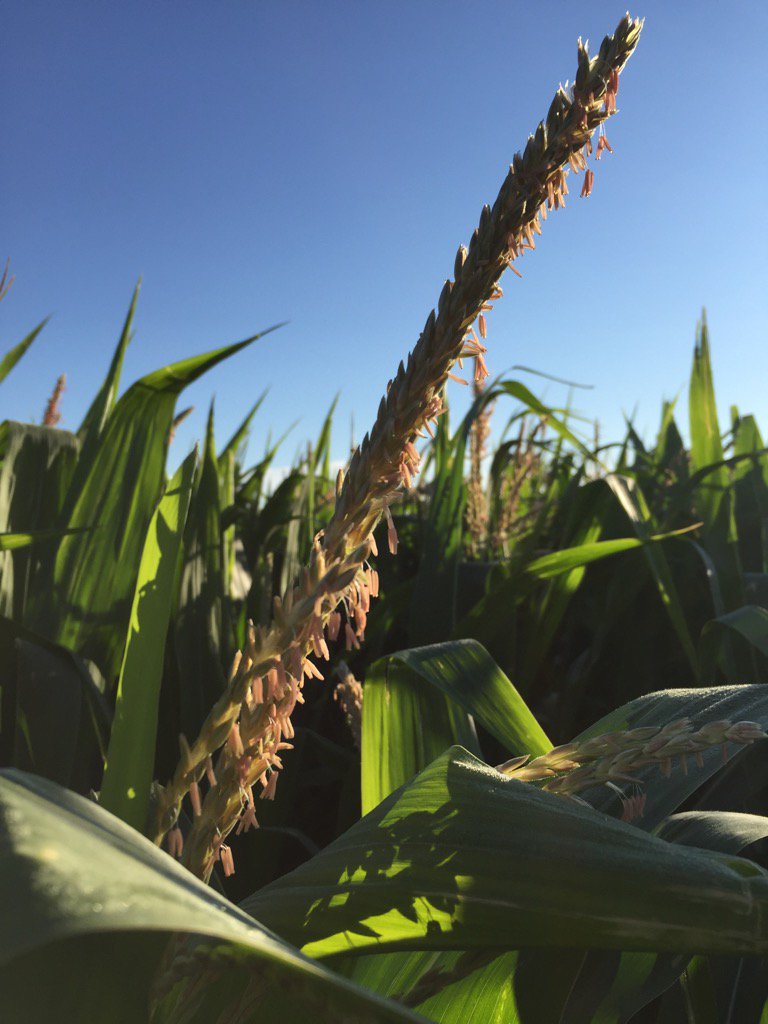 stelter78's tweet photo. @ProducersHybrid 5898STX #makingcorn https://t.co/9DRw7Amke6