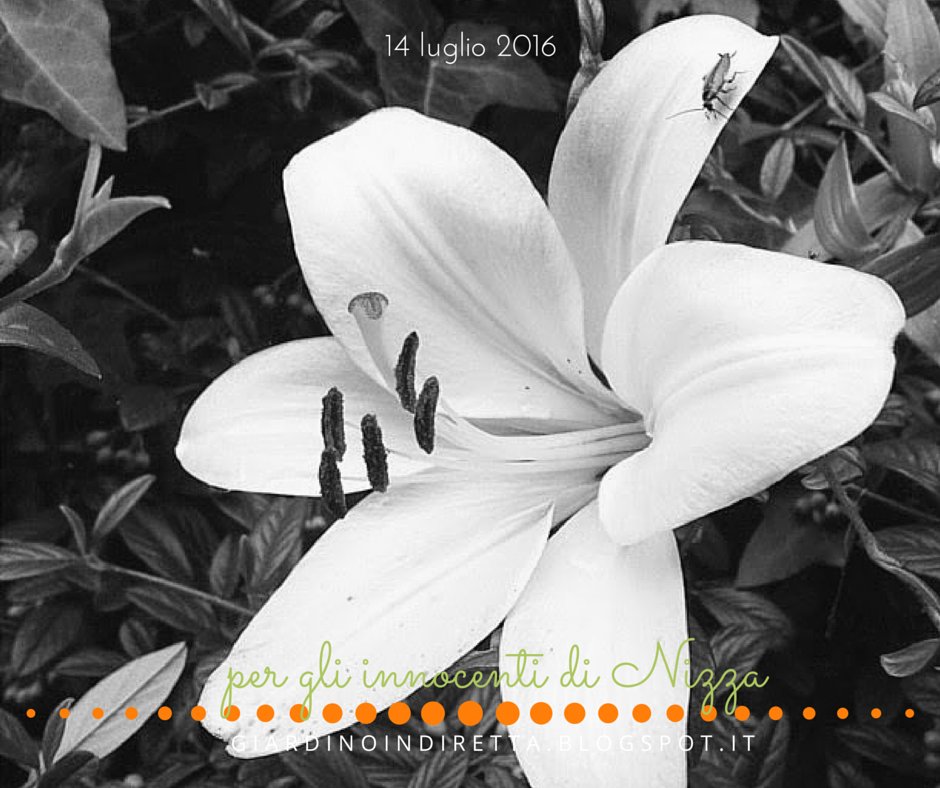 giardinoindiret's tweet image. per portare morte non servono armi sofisticate, basta l'odio. un fiore per #Nizza ed insistere con la vita