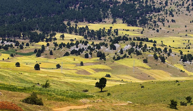 ekosaimbeyli's tweet photo. #Wheat #Fields in #Yeniköy
#Ecotourism in #Saimbeyli #Adana #Turkey 
https://t.co/ftqWZdjejd https://t.co/wfb3zTEHaX