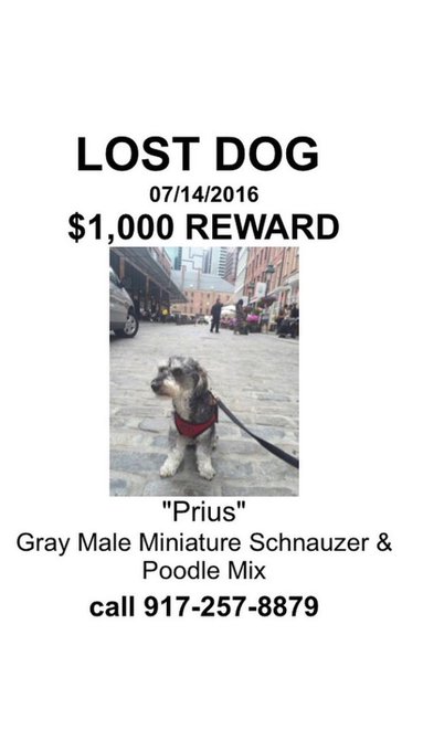 Los Angeles, @jeffstaple 's dog is missing... He was last seen with a blue vest on, on 2nd&Main. 1000$