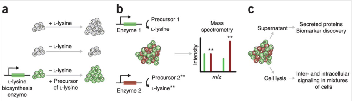 #366papers  #Cell-selective labeling using  #aminoacid precursors for  #proteomic studies
ncbi.nlm.nih.gov/pubmed/23817070