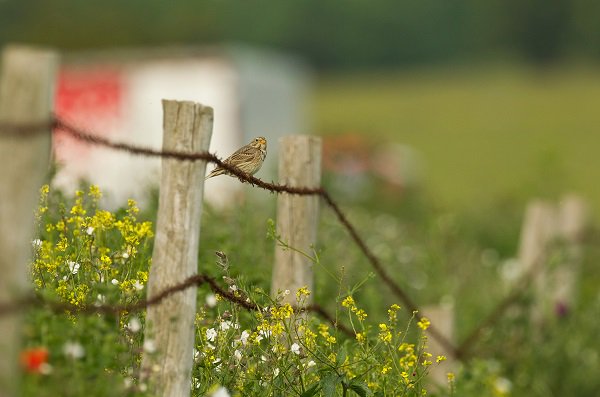 Corn Bunting Poppies &amp; Lorries #A303 #Wilshire <a href="/LGSpace/">Little Green Space 🦋</a> @WiltshireLife @wildlife_uk <a href="/CPRE/">CPRE, Campaign to Protect Rural England</a> <a href="/NaturalEngland/">Natural England</a> #wildlife