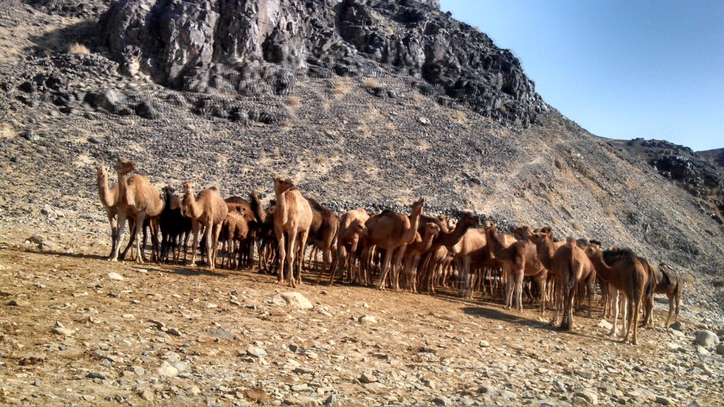 TNN_Urdu's tweet photo. مون سون میں دیر: چاغی میں قحط سالی سنگین https://t.co/kzYx79S64tمون-سون-بارشوں-میں-دیر-بلوچستان-کے-چاغی/ https://t.co/runkOB2CZD