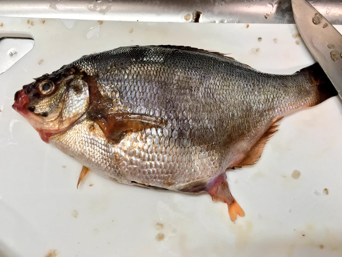 衝撃なんですけどｗｗ魚を１匹買っただけなのに本当は３１匹だった！？
