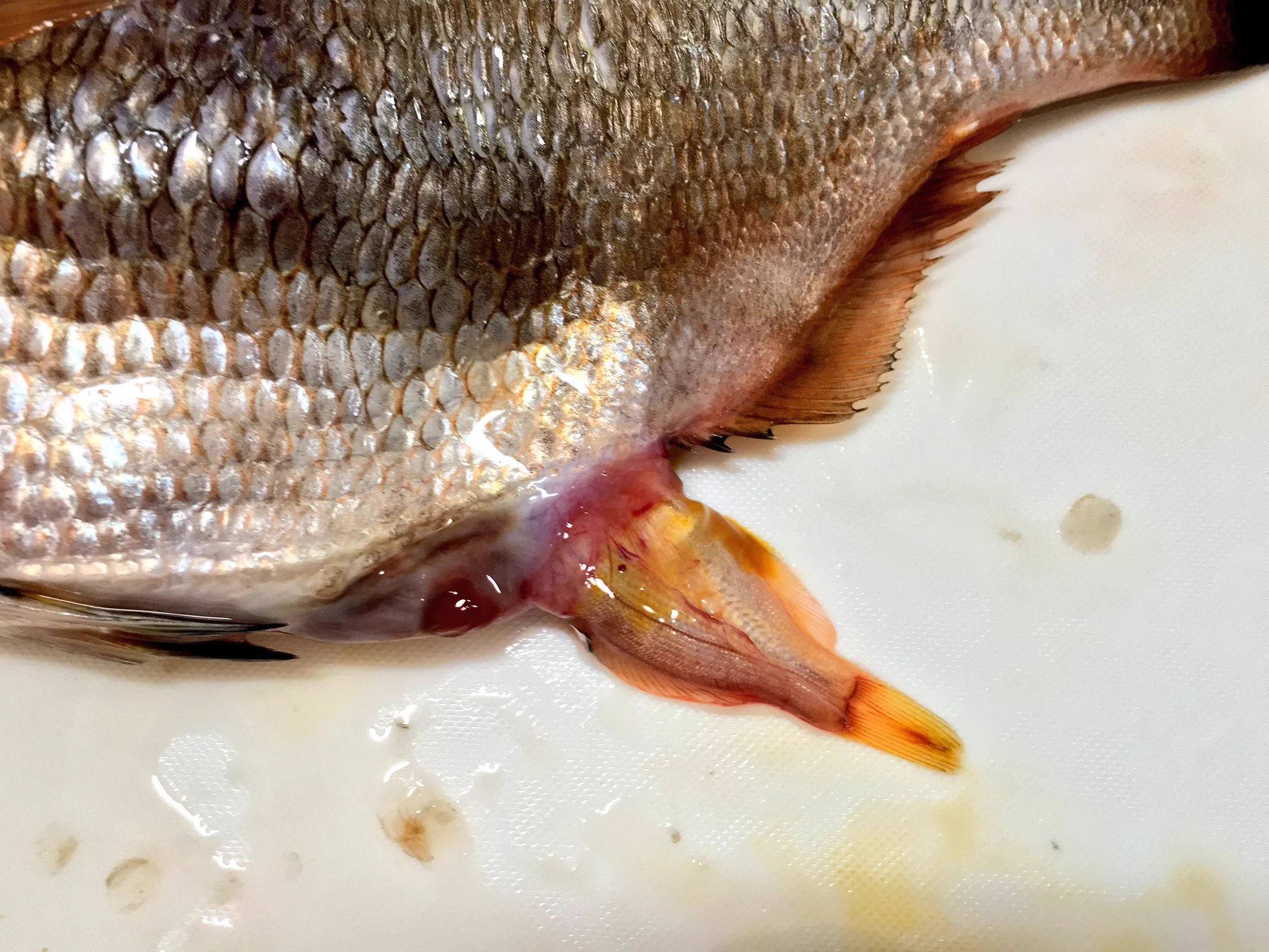 衝撃なんですけどｗｗ魚を１匹買っただけなのに本当は３１匹だった！？
