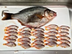 タナゴの中から子タナゴわさわさ 魚を1匹買ったら中から卵ではなく稚魚が30匹以上出てきた ねとらぼ