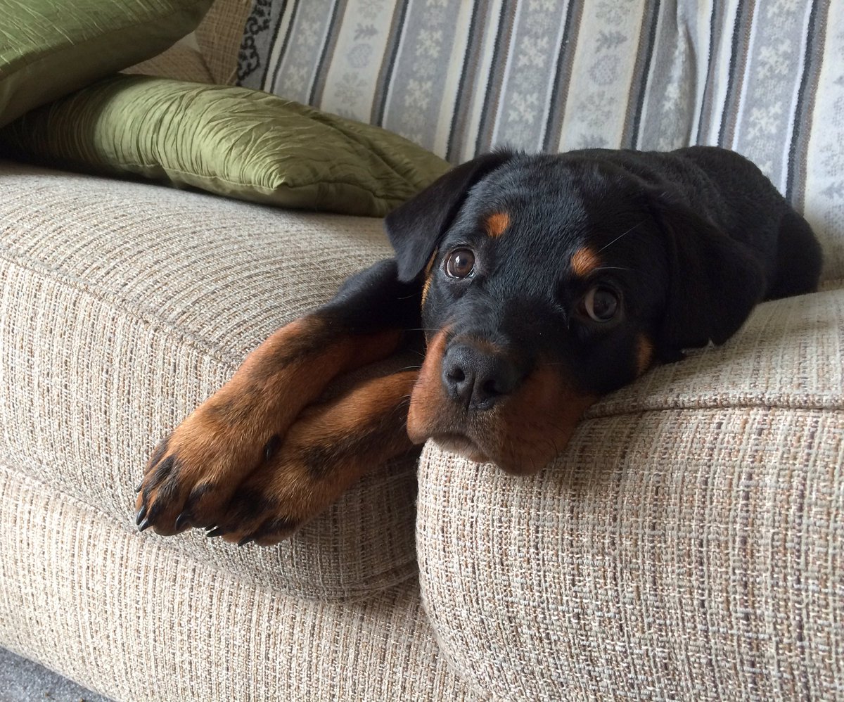 HanSims36's tweet image. Our gorgeous Smudge dog posing on the sofa #puppy #sofadog #rottweiler #gorgeous #poser