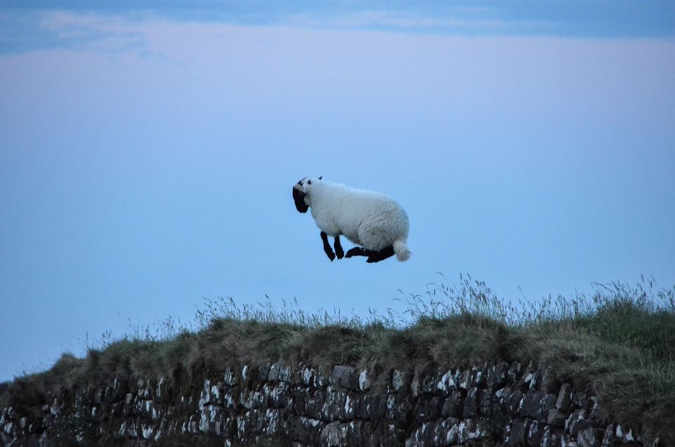 alnwickgazette's tweet photo. Ultimate woolly jumper! Fantastic picture of a sheep frolicking on @HadriansWall by Iris Thompson #Northumberland https://t.co/XGyPSi20kv