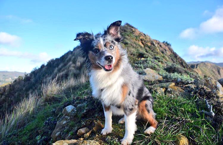 Have a nice #weekend!😊 

#FridayFeeling #fridaymotivation #pfoteundhuf #dogsoftwitter #doglovers #friday #BigPicture