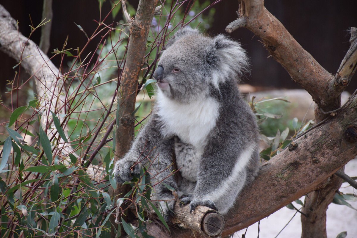 Melbourne Australia On Twitter Hanging With The Koalas Today At