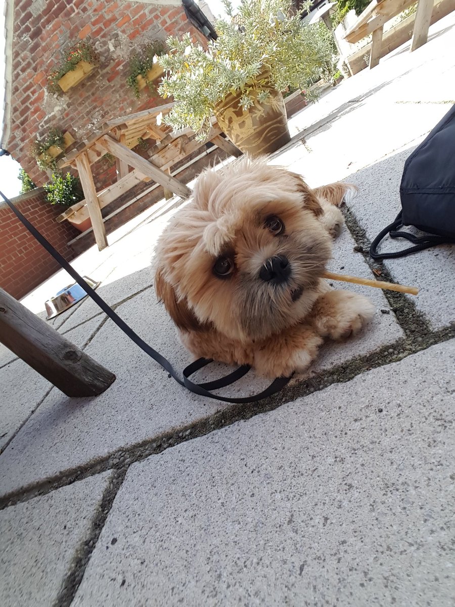 Charliepawz's tweet photo. Gatecrashed grandolds lunch out #cheeky
#hotdog #freefood https://t.co/MBDRCRHCpt