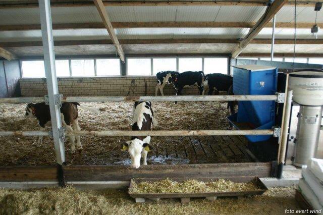 evert_wind's tweet photo. Kalveren doen het goed in gerevitaliseerde jongveestal bij op de Hoek in Wons 1 kg groei/dag Advies @AgrifirmExlan https://t.co/KQ8a9eYTqJ