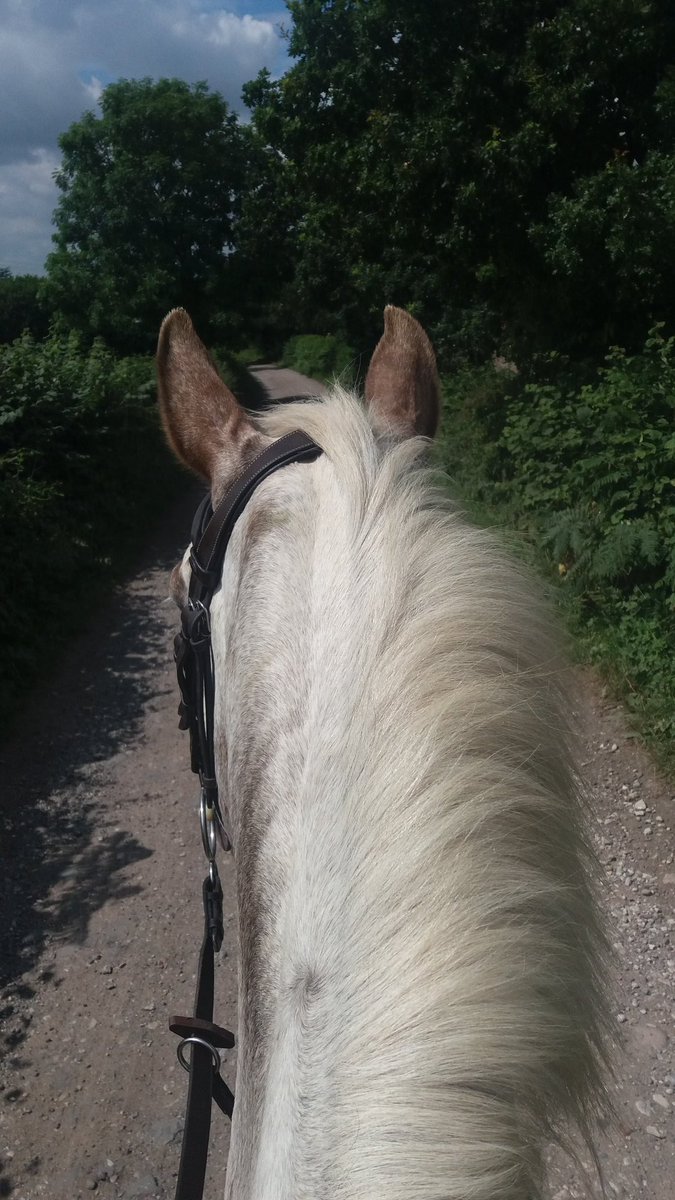 Ballyardle's tweet photo. #horse #appaloosa #perfect day https://t.co/jgbFWMOhCh