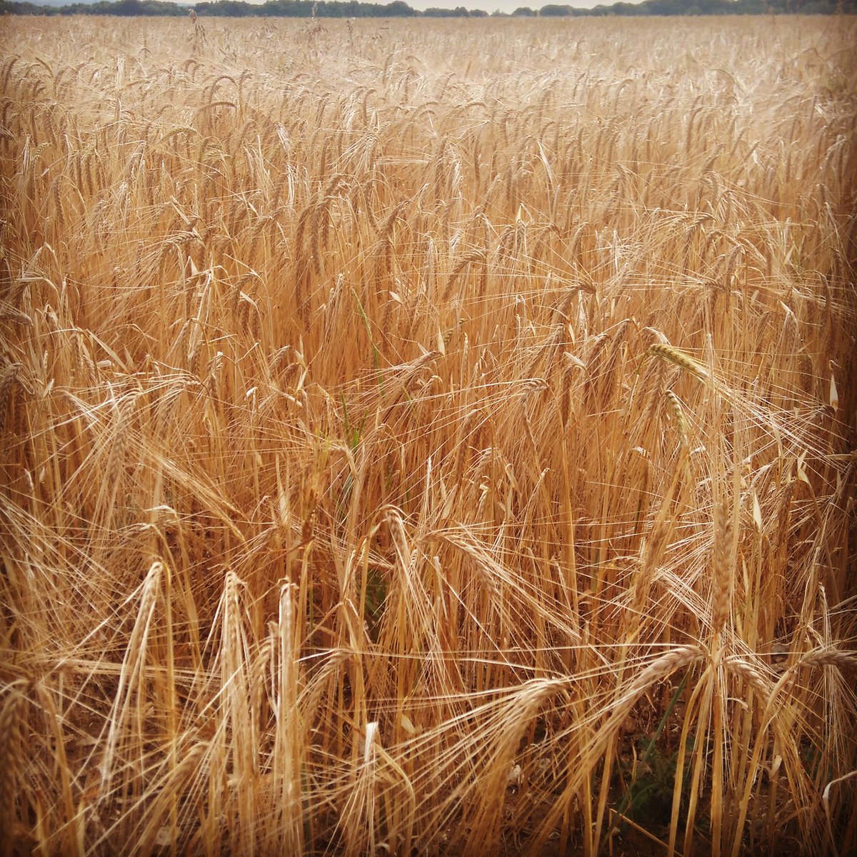 crusoesgirl's tweet photo. #fieldsofgold #froyle #Hampshire @HampshireLife @VisitHampshire @ILoveHampshire https://t.co/d0nRmXo4MQ