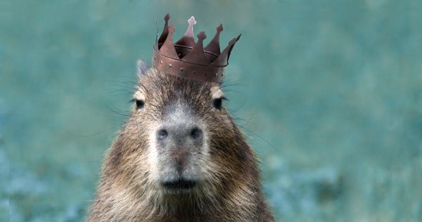 highpark_TO's tweet photo. That time when the hashtag worlds of #SiHP &amp; #capybarawatch briefly collided @canadianstage @HighParkZoo https://t.co/8wNLdjvynL