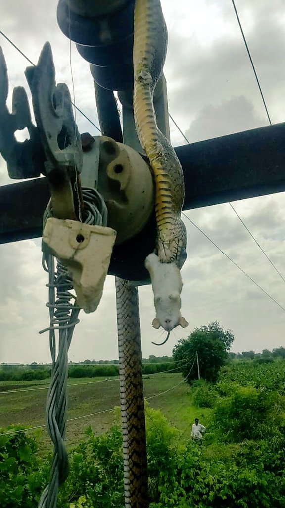 kuch prani aise bhi hote hai jab shikar keliye nikalte hai moutki parwa nahi karte koshish karne valo ki harnhi hoti