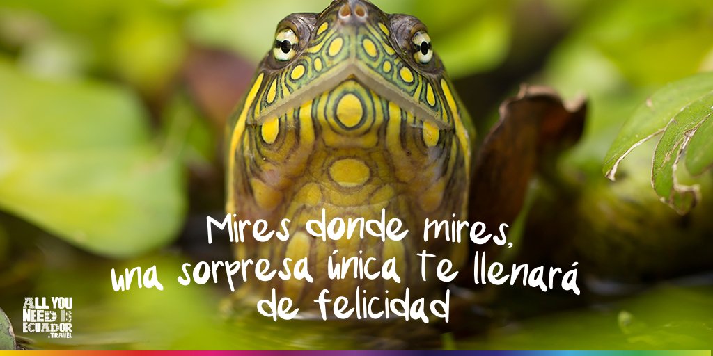 Déjate deslumbrar por la magia de nuestra inmensa biodiversidad
#AllYouNeedIsEcuador