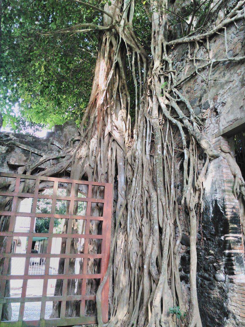 DefiGoFetch's tweet image. La #nature qui prend le dessus. #Vestiges et #racines #mexicaine 
#Imagedujour #mexico #kayak #jadis #expedition