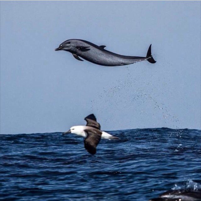 DaleTDolphin's tweet photo. I can fly higher than a seagull, cause you are the wind beneath my fins! #FridayFeeling #Dolphin #FinFree https://t.co/9SDw8xeem8